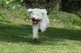 LAGOTTO 025